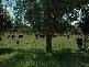 Burrawang NSW 2577