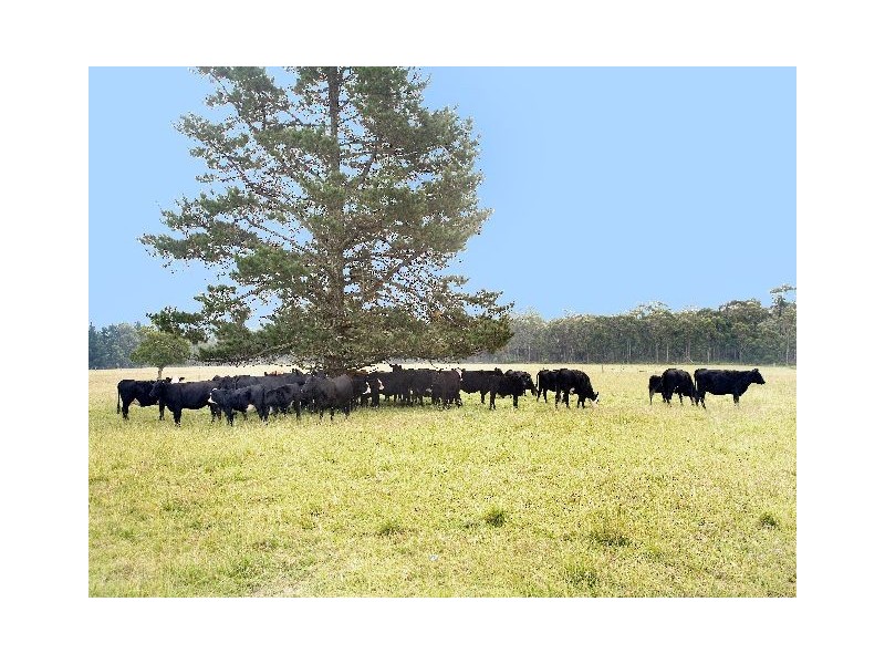 Carrington Falls NSW 2577