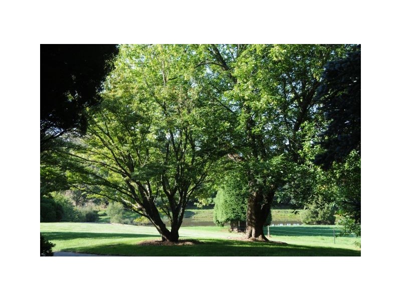 34 Hoddle Street, Burrawang NSW 2577