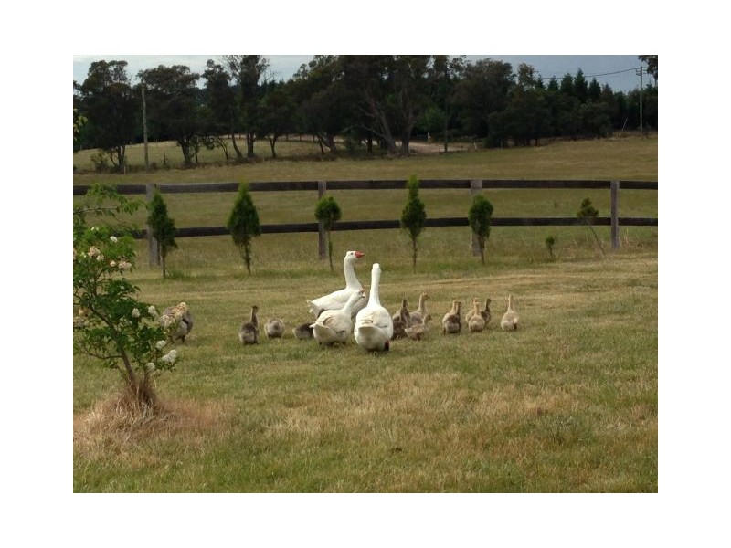 42 Handleys Lane, Mittagong NSW 2575