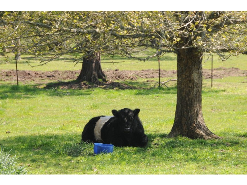 10 Church Street, Burrawang NSW 2577