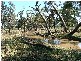 ” Wilmartha’, Condobolin NSW 2877