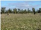 ” Wilmartha’, Condobolin NSW 2877