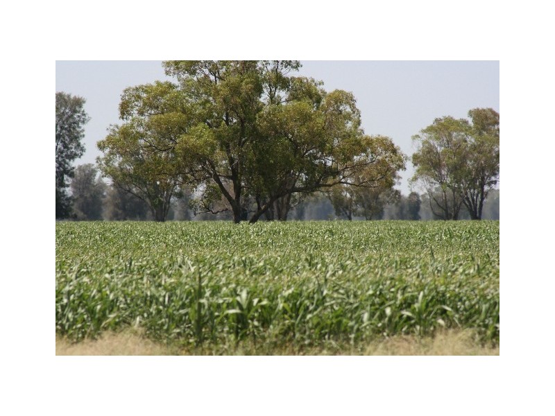 ‘ South Cowal’, Narromine NSW 2821