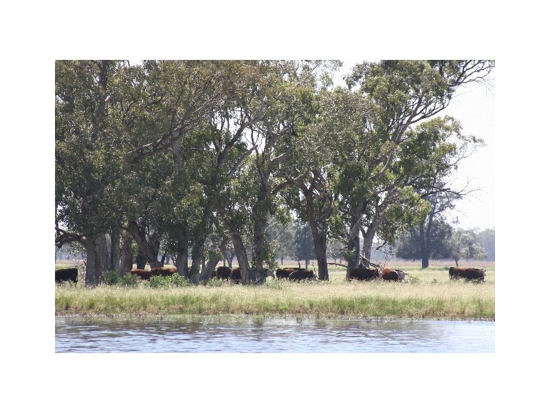 ‘ South Cowal’, Narromine NSW 2821