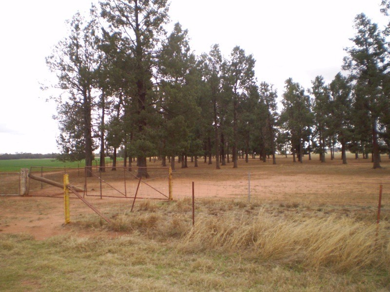 ” Oondooroo”, Tomingley NSW 2869