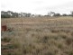 Lot 93 Orange Lane, Tottenham NSW 2873