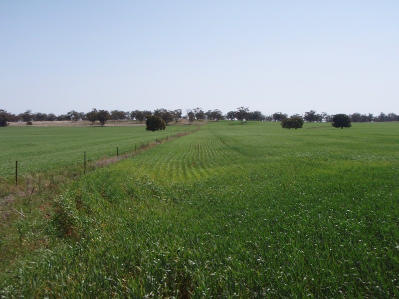 ‘ Calliope’, Wellington NSW 2820