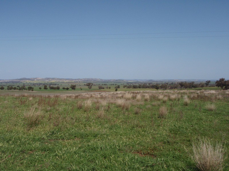 ‘ Calliope’, Wellington NSW 2820