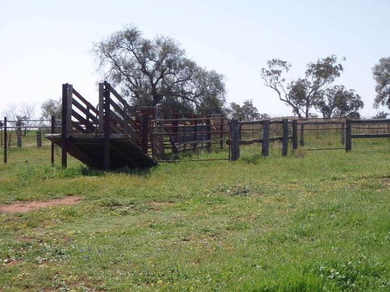 ‘ Calliope’, Wellington NSW 2820