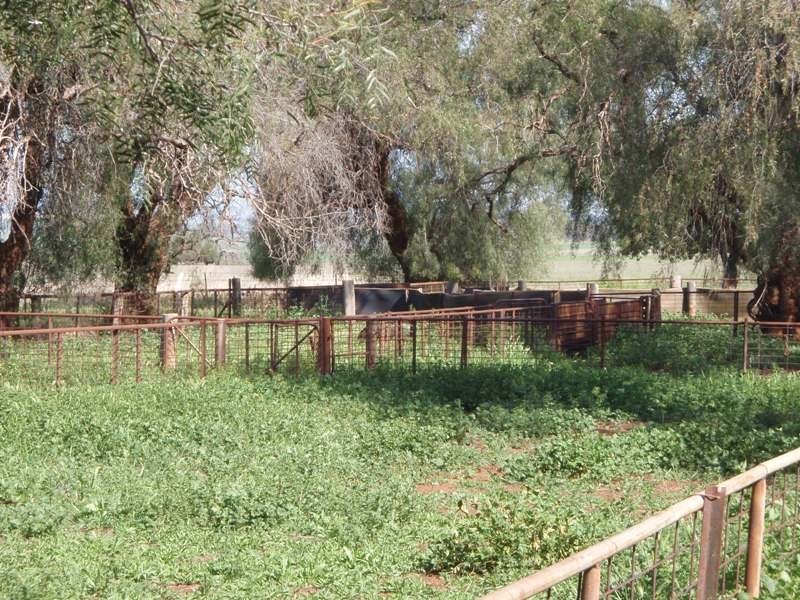 ‘ Calliope’, Wellington NSW 2820