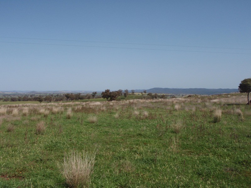 ‘ Calliope’, Wellington NSW 2820