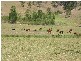 Bellbrook NSW 2440