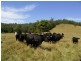 Gum Scrub NSW 2441