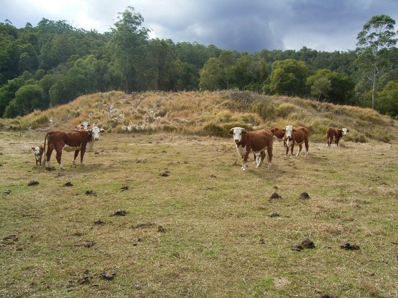 Bellbrook NSW 2440