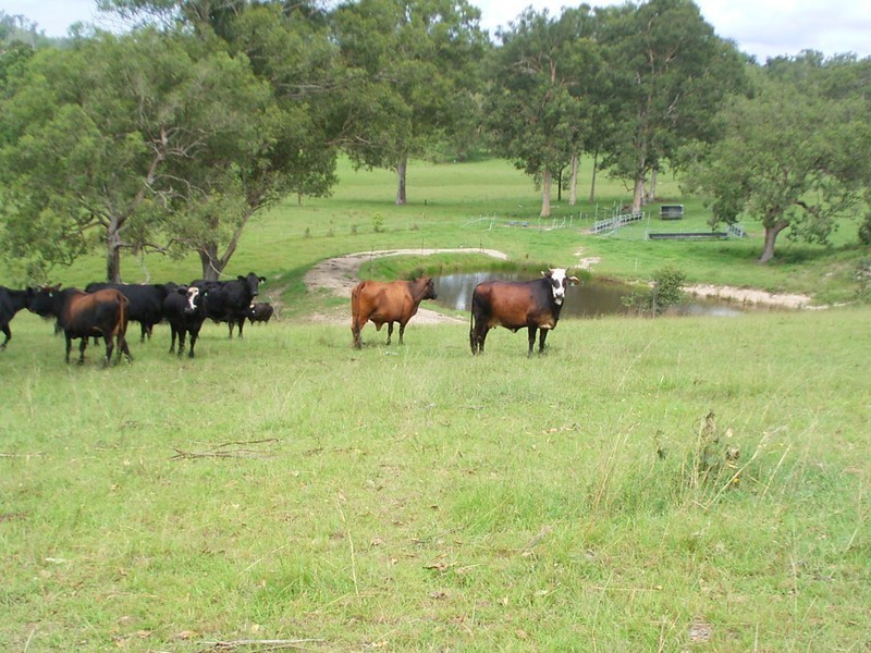 Bellbrook NSW 2440