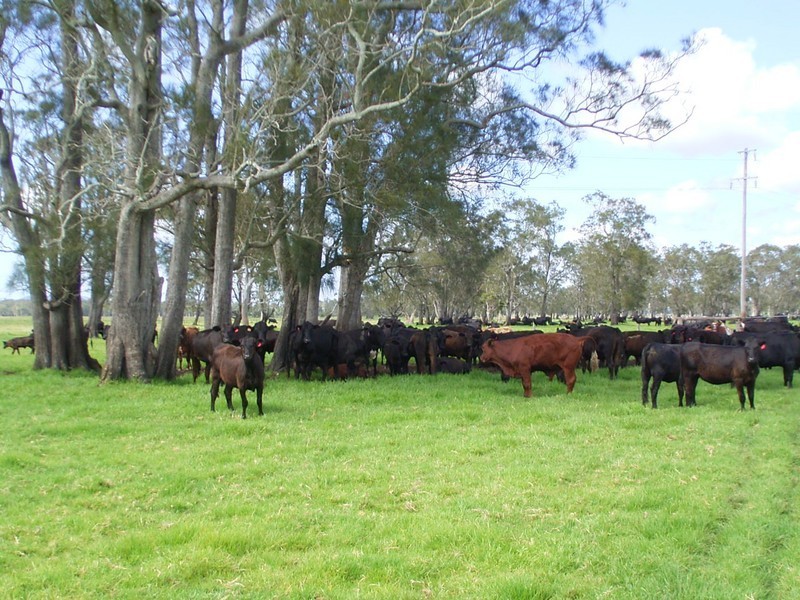 Gladstone NSW 2440