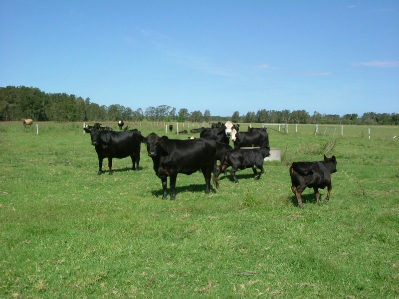 Clybucca NSW 2440
