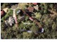 26 Booraba Avenue, Lindfield NSW 2070