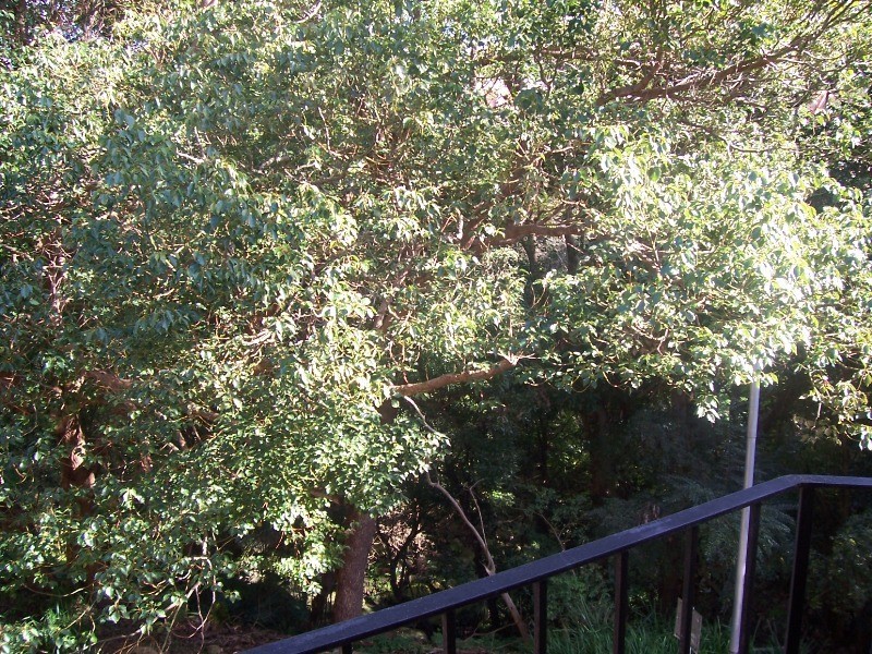 12/1  Millett Road, Mosman NSW 2088