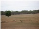 Tullamore NSW 2874