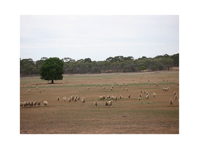 Tullamore NSW 2874