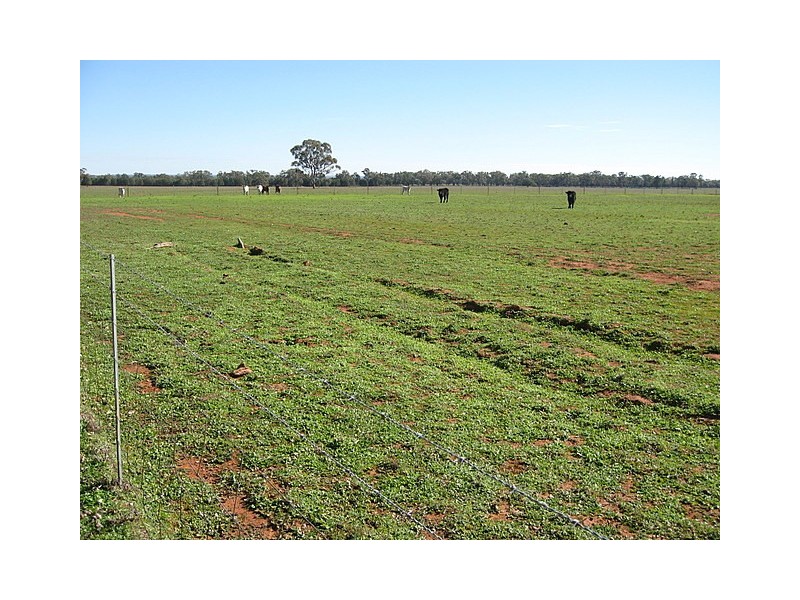 Trundle NSW 2875