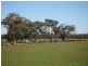 Trundle NSW 2875