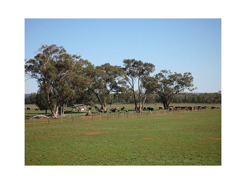 Trundle NSW 2875