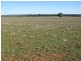 Trundle NSW 2875