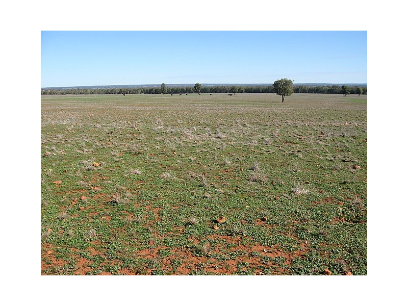 Trundle NSW 2875