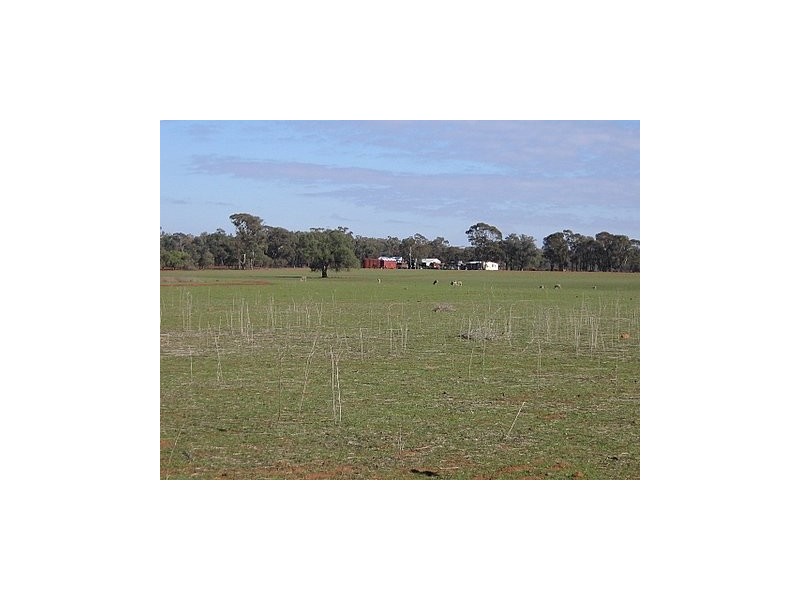 Trundle NSW 2875