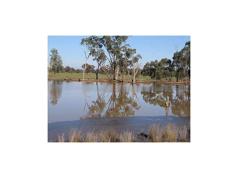 Trundle NSW 2875