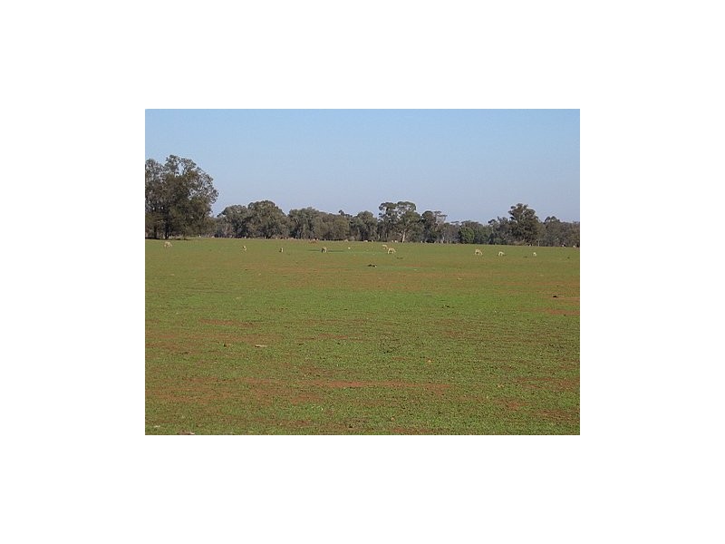 Trundle NSW 2875