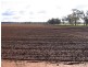 Trundle NSW 2875