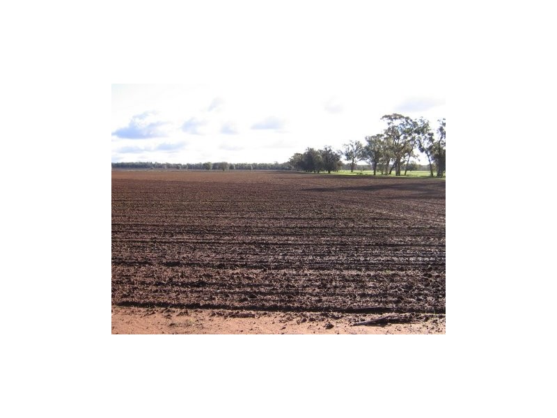 Trundle NSW 2875