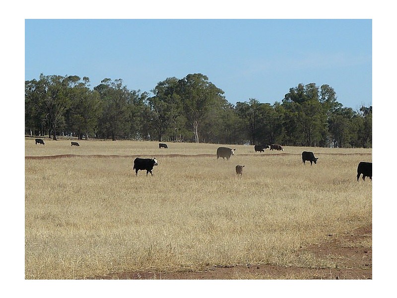 Daroobalgie NSW 2870