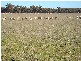 Parkes NSW 2870