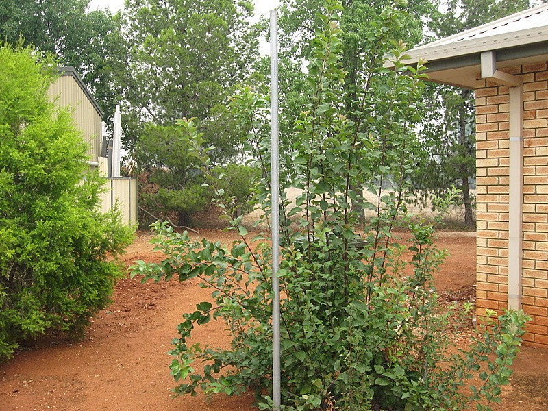 6 Endeavour Place, Parkes NSW 2870