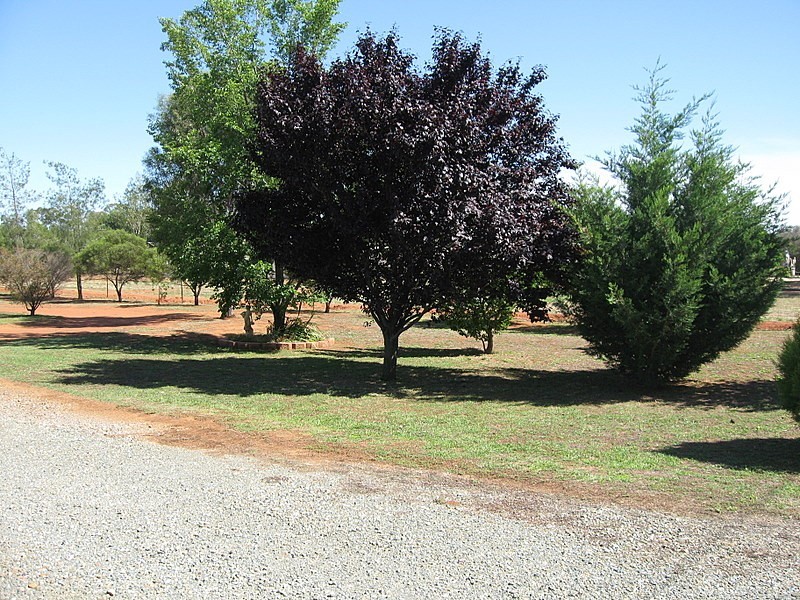 250 Nash Street, Parkes NSW 2870