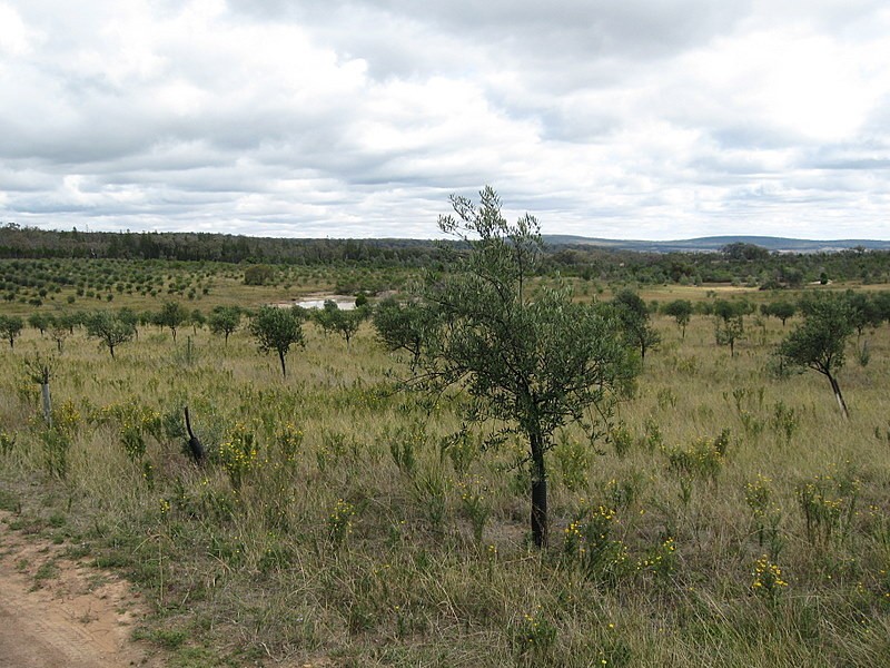Lot 2223 Reedy Creek Road, Parkes NSW 2870