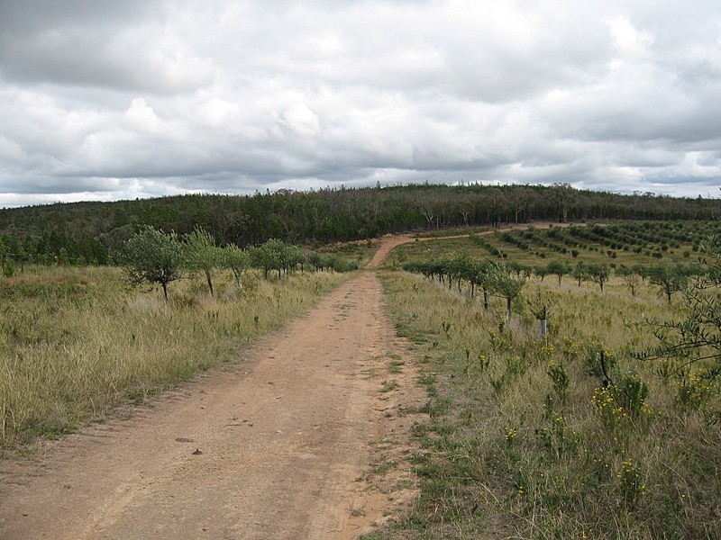Lot 2223 Reedy Creek Road, Parkes NSW 2870