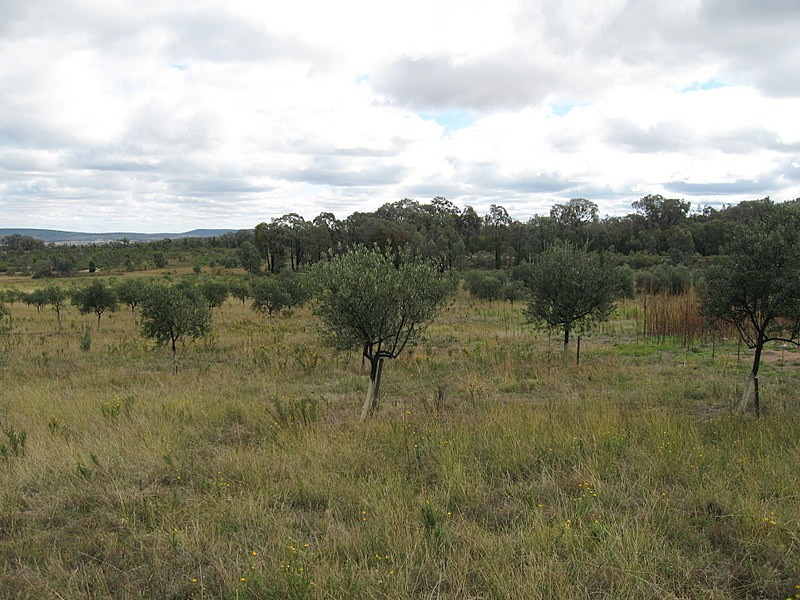 Lot 2223 Reedy Creek Road, Parkes NSW 2870