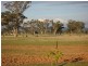 Peak Hill NSW 2869
