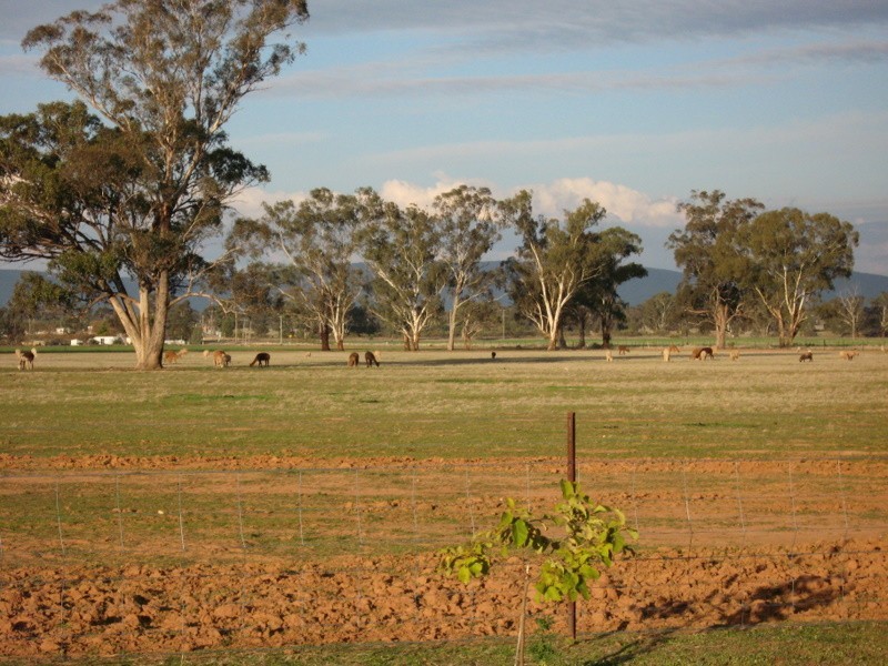 Peak Hill NSW 2869