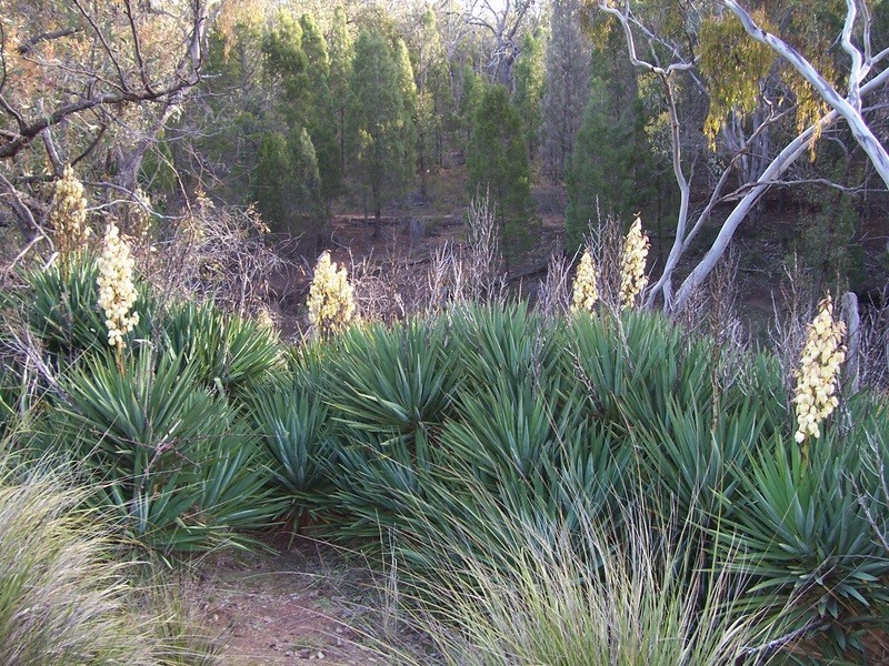 Parkes NSW 2870