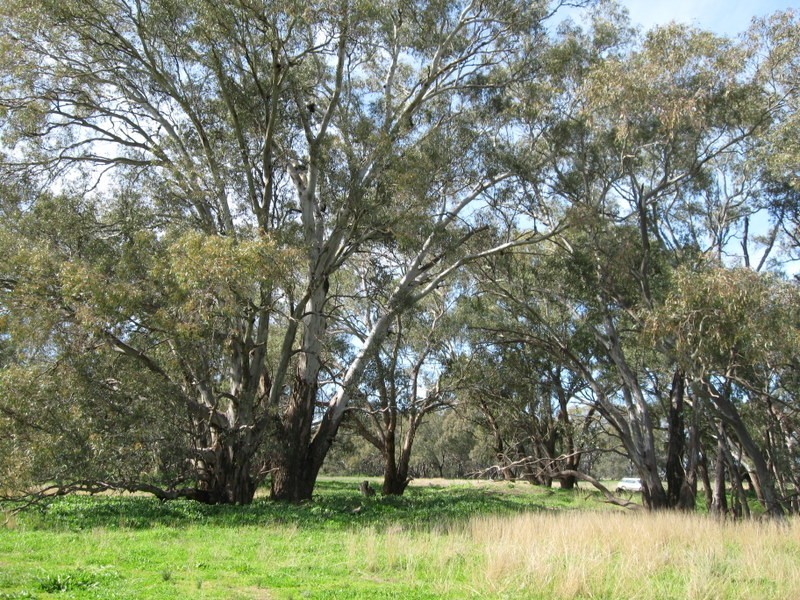 269 Watts Lane, Tichborne NSW 2870