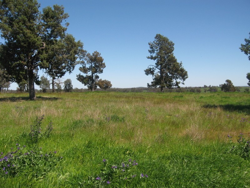 Alectown NSW 2870