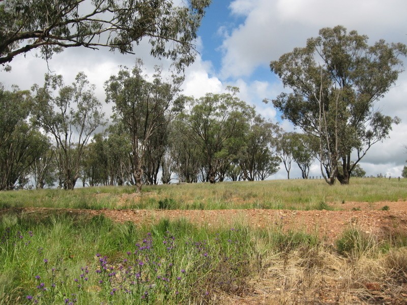 31 Magill Lane, Parkes NSW 2870