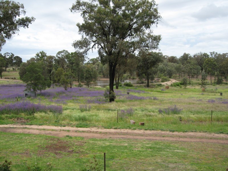 Cookamidgera NSW 2870